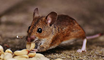 24 Hour & Emergency Exterminators in Springfield Township, MI